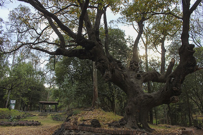 piramide-tenantongo-bosque-de-tlalpan